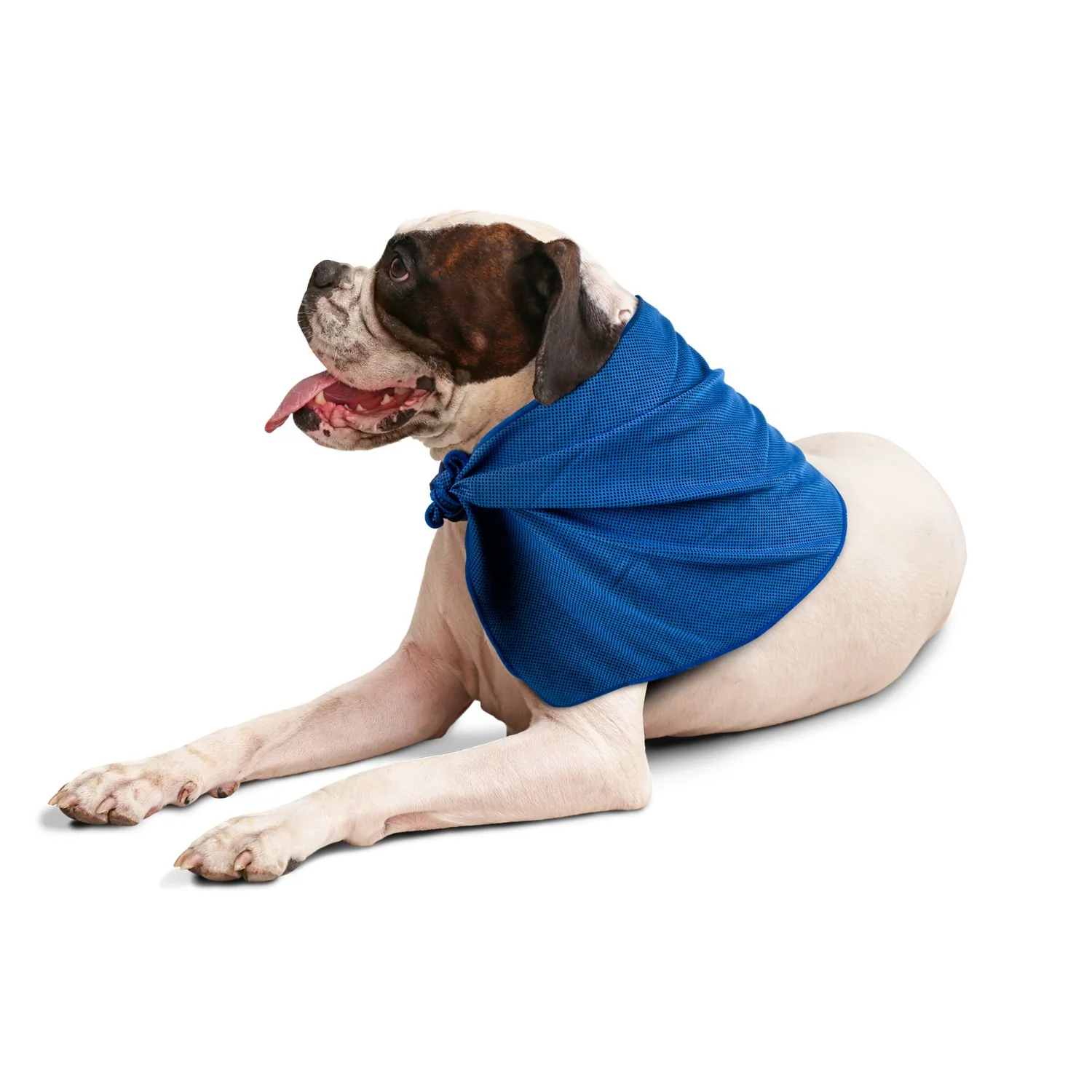 Pet Chillaxing Pet Towel - Image 4