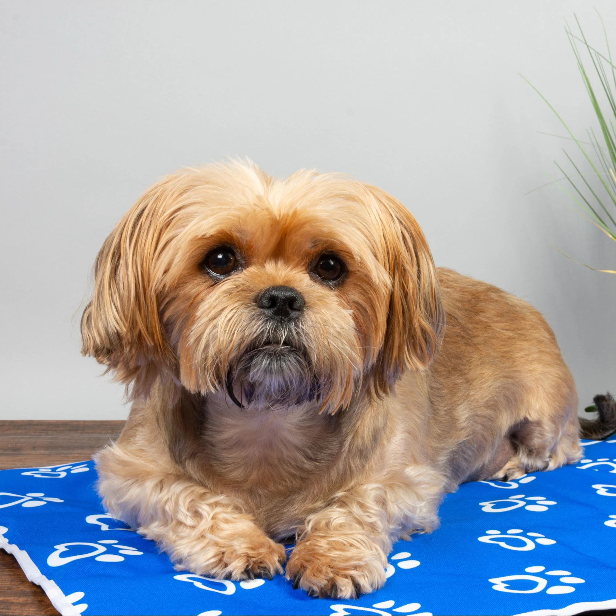 Pet Cooling Mat - PawPride - Image 4